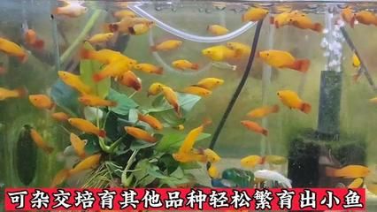 祥龍魚場(chǎng)觀賞魚有哪些品種（南美觀賞魚有哪些品種(祥龍魚場(chǎng)）