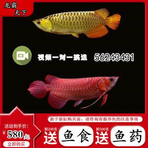 號半龍魚和金龍魚的區(qū)別（號半龍魚和金龍魚在多個方面存在顯著的區(qū)別） 龍魚百科 第2張