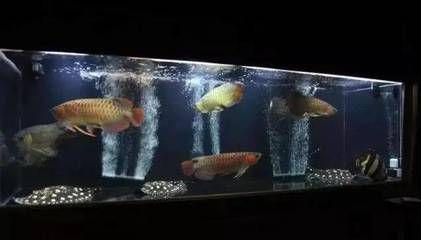 紅龍和白子銀龍魚混養(yǎng)怎么樣（紅龍魚和銀龍魚可以混養(yǎng)嗎）