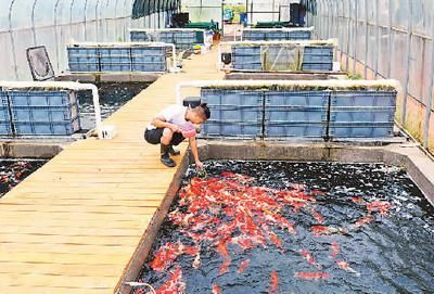 祥龍魚場觀賞魚怎么養(yǎng)（(祥龍魚場黑魚養(yǎng)殖方法介紹）