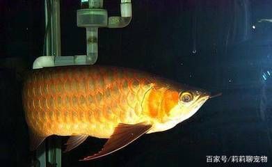 紅龍魚鱗片掉了還能長嗎（紅龍魚掉了鱗片還能長嗎） 龍魚百科 第3張