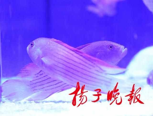 紅龍魚鱗片掉了還能長嗎（紅龍魚掉了鱗片還能長嗎） 龍魚百科 第4張