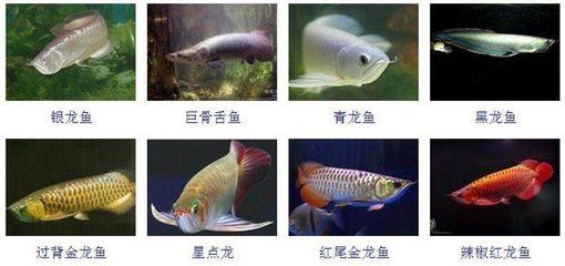 觀賞金龍魚什么價(jià)格好一點(diǎn) 龍魚百科 第1張