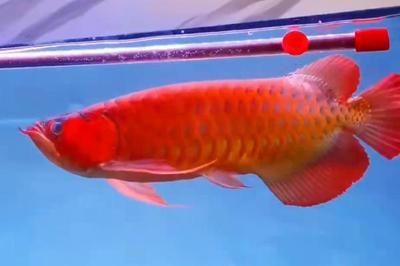 紅龍魚(yú)金龍魚(yú)銀龍魚(yú)混養(yǎng)（銀龍魚(yú)可以與其他龍魚(yú)混養(yǎng)嗎？） 龍魚(yú)百科 第6張