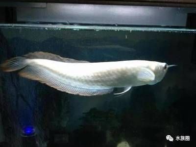 多大的銀龍魚算成魚（銀龍魚的成魚標(biāo)準(zhǔn)） 龍魚百科 第1張