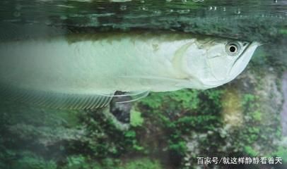 多大的銀龍魚算成魚（銀龍魚的成魚標(biāo)準(zhǔn)） 龍魚百科 第3張