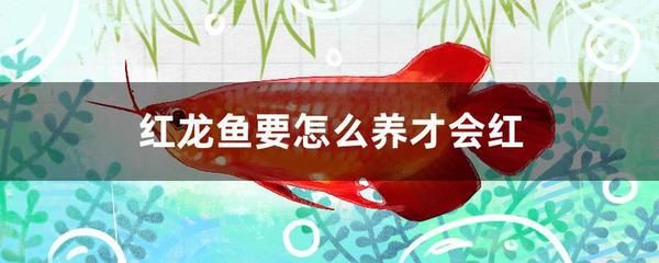 紅龍魚的營養(yǎng)價值及功效與作用禁忌（關(guān)于紅龍魚的營養(yǎng)價值及功效與作用禁忌的詳細(xì)信息）