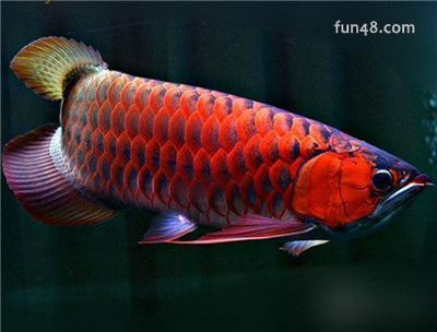 紅龍魚(yú)兜嘴有必要處理嗎（紅龍魚(yú)兜嘴對(duì)龍魚(yú)有什么影響）