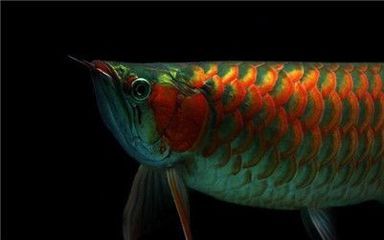 紅龍魚(yú)兜嘴有必要處理嗎（紅龍魚(yú)兜嘴對(duì)龍魚(yú)有什么影響）