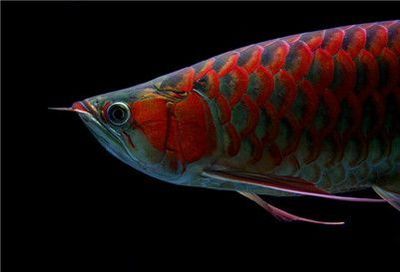 紅龍魚(yú)兜嘴有必要處理嗎（紅龍魚(yú)兜嘴對(duì)龍魚(yú)有什么影響）