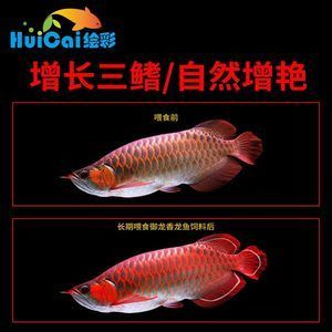 紅龍魚和銀龍魚的區(qū)別是什么意思（紅龍魚與銀龍魚的區(qū)別） 龍魚百科 第5張