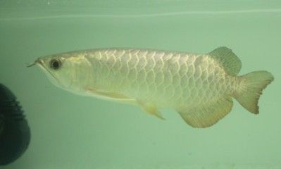 金龍魚35公分還沒過背（35公分的金龍魚還能爬背么） 龍魚百科 第5張