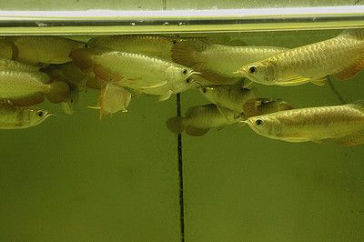 金龍魚35公分還沒過背（35公分的金龍魚還能爬背么） 龍魚百科 第7張