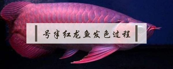 號半紅龍魚發(fā)色過程（號半紅龍魚發(fā)色過程詳細(xì)介紹） 龍魚百科 第2張