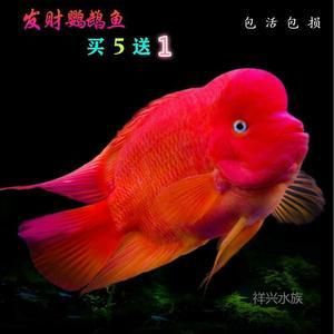 紅色的銀龍魚（紅色的銀龍魚，比紅龍還紅,太神奇了）