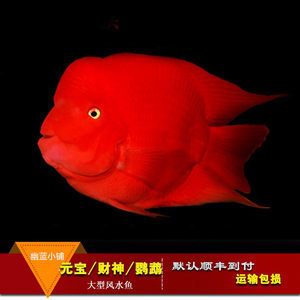 紅色的銀龍魚（紅色的銀龍魚，比紅龍還紅,太神奇了）