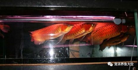 紅龍魚(yú)溫度26度跳缸怎么辦（紅龍魚(yú)跳缸原因及處理方法分析紅龍魚(yú)跳缸原因及處理方法）