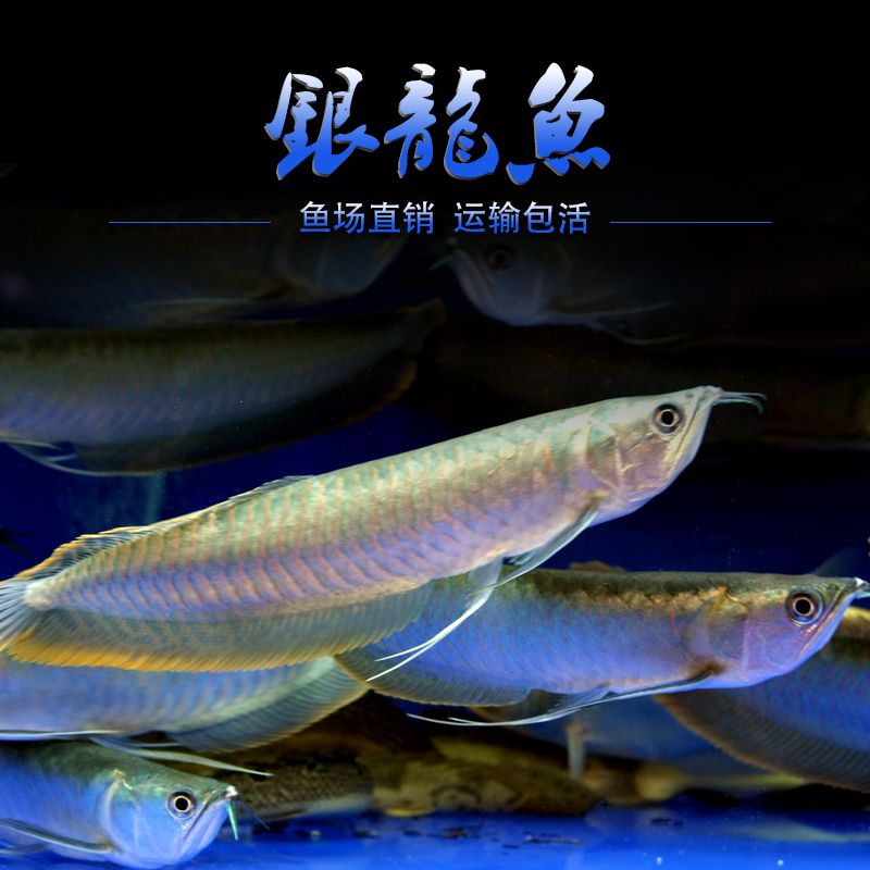 紅眼銀龍魚（關(guān)于紅眼銀龍魚的問(wèn)答） 龍魚百科 第6張