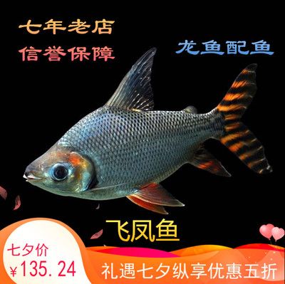 紅龍魚(yú)吃了又吐出來(lái)不吃（紅龍魚(yú)不吃東西的原因及處理方法）