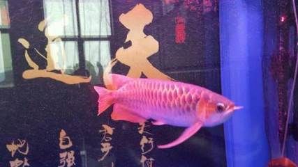 紅龍魚的最好品種4.5公分多少錢一條？（紅龍魚多少錢一條）