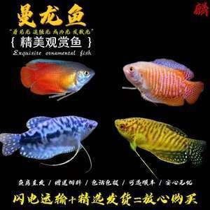 紅龍魚需要打氧嗎（養(yǎng)紅龍魚需要的氧氣供應(yīng)對于紅龍魚的健康和生長和良好狀態(tài)） 龍魚百科 第7張