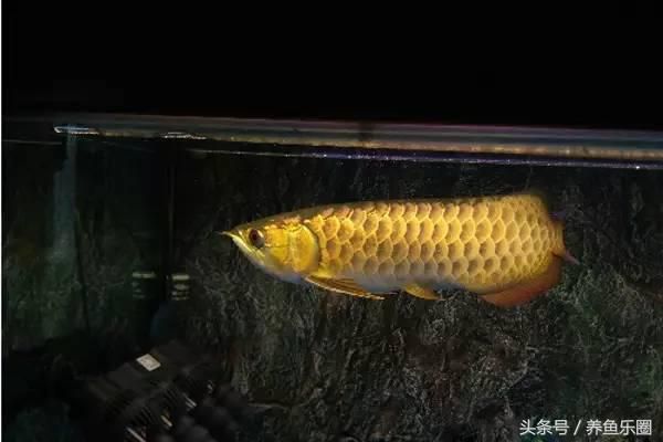 虎魚打龍魚會和解么（虎魚與龍魚的沖突能夠和解嗎）