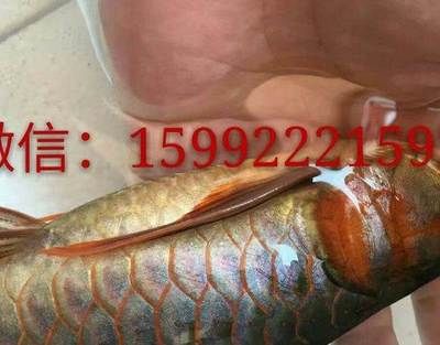 紅龍魚為什么比金龍魚貴（紅龍魚和金龍魚哪個(gè)貴） 龍魚百科 第7張