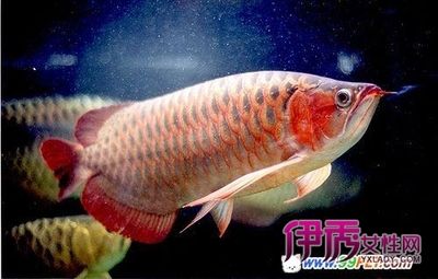 金龍魚20cm長(zhǎng)到35要多久（金龍魚生長(zhǎng)速度受到品種、性別、飼養(yǎng)方式等多種因素影響） 龍魚百科 第5張