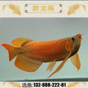 紅龍魚和金龍魚的價錢（紅龍魚和金龍魚哪個貴）