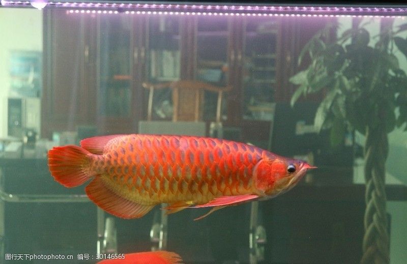 紅龍魚(yú)缸內(nèi)要放幾根燈（關(guān)于紅龍魚(yú)缸內(nèi)需要放置多少根燈管，魚(yú)友和專家給出了不同的建議）