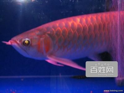 紅龍魚性格溫順嗎（混養(yǎng)紅龍魚的注意事項(xiàng)）