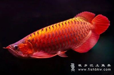 紅龍魚(yú)學(xué)名叫什么（紅龍魚(yú)的學(xué)名叫做scleropagesformosus） 龍魚(yú)百科 第5張