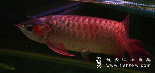 紅龍魚(yú)學(xué)名叫什么（紅龍魚(yú)的學(xué)名叫做scleropagesformosus） 龍魚(yú)百科 第4張