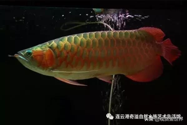 紅龍魚(yú)學(xué)名叫什么（紅龍魚(yú)的學(xué)名叫做scleropagesformosus） 龍魚(yú)百科 第7張