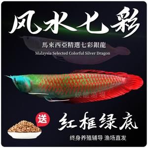 紅龍魚魚苗真假鑒別（如何鑒別紅龍魚魚苗） 龍魚百科 第5張