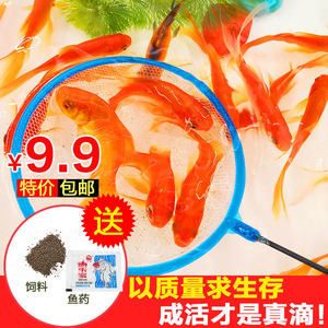 紅龍魚喂飼料好嗎（紅龍魚喂飼料優(yōu)缺點(diǎn)分析紅龍魚喂飼料的優(yōu)缺點(diǎn)分析） 龍魚百科 第5張