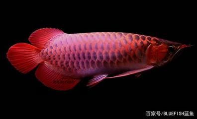 紅龍魚的種類有哪些名字（紅龍魚各種品種的區(qū)分） 龍魚百科 第4張