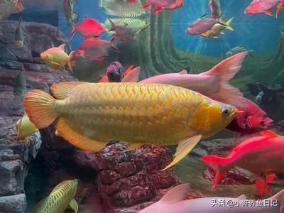 紅龍魚和金龍魚的特征一樣嗎（紅龍魚和金龍魚有什么區(qū)別）