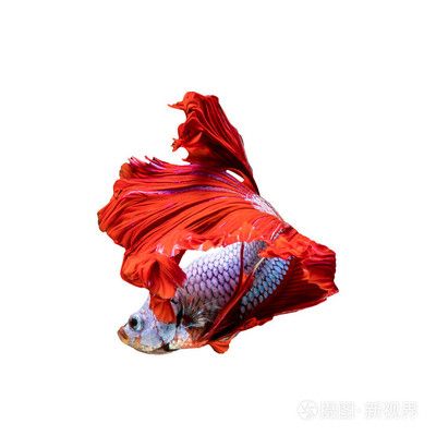 紅色的龍魚（紅色的龍魚是什么樣的）