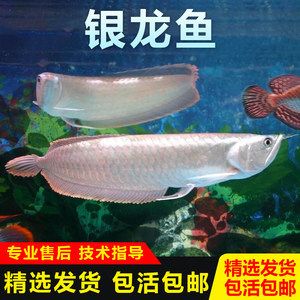 紅色的銀龍魚多少錢（銀龍魚什么顏色最貴） 龍魚百科 第3張