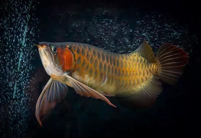 紅龍魚缸的最佳水位是多少（紅龍魚的最佳水位是多少養(yǎng)龍魚的最佳水位是多少）