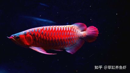 紅龍魚喂養(yǎng)方法和技巧（紅龍魚怎么養(yǎng)及喂養(yǎng)技巧紅龍魚的飼養(yǎng)方法和技巧） 龍魚百科 第4張