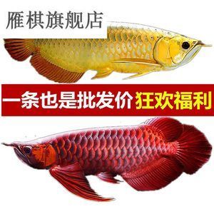 紅龍魚哪里批發(fā)便宜（紅龍魚批發(fā)價格、批發(fā)報價、價格大全） 龍魚百科 第7張