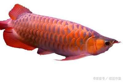 紅龍魚水溫多少度會死（養(yǎng)紅龍魚水溫多少合適紅龍魚水溫多少合適） 龍魚百科 第7張