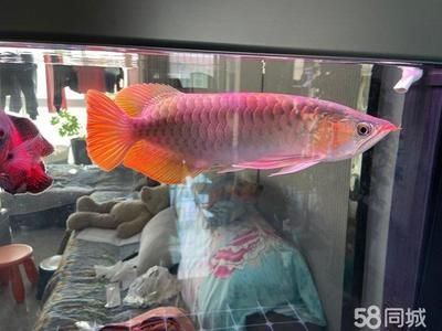 紅龍魚(yú)的價(jià)格是多少（紅龍魚(yú)價(jià)格多少錢(qián)一條） 龍魚(yú)百科 第4張