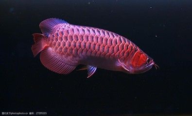 紅龍魚(yú)的照片（【紅龍魚(yú)】紅龍魚(yú)圖片大全） 龍魚(yú)百科 第4張