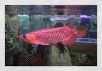 紅龍魚(yú)的照片（【紅龍魚(yú)】紅龍魚(yú)圖片大全） 龍魚(yú)百科 第7張