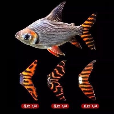 紅龍魚跟銀龍混養(yǎng)怎么樣（紅龍魚和銀龍魚混養(yǎng)在理論上可行嗎？） 龍魚百科 第2張