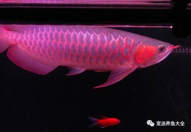 紅龍魚為什么不能養(yǎng)兩條（紅龍魚為什么不能養(yǎng)雙龍魚不能養(yǎng)雙龍魚不能養(yǎng)雙） 龍魚百科 第5張