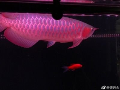 紅龍魚為什么不能養(yǎng)兩條（紅龍魚為什么不能養(yǎng)雙龍魚不能養(yǎng)雙龍魚不能養(yǎng)雙） 龍魚百科 第2張